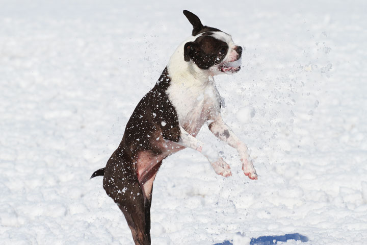 Boston Terrier Playing In The Snow