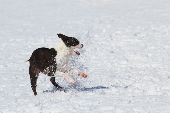 Boston Terrier Playing In The Snow