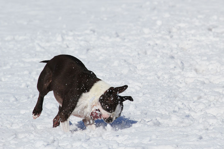 Boston Terrier Playing In The Snow