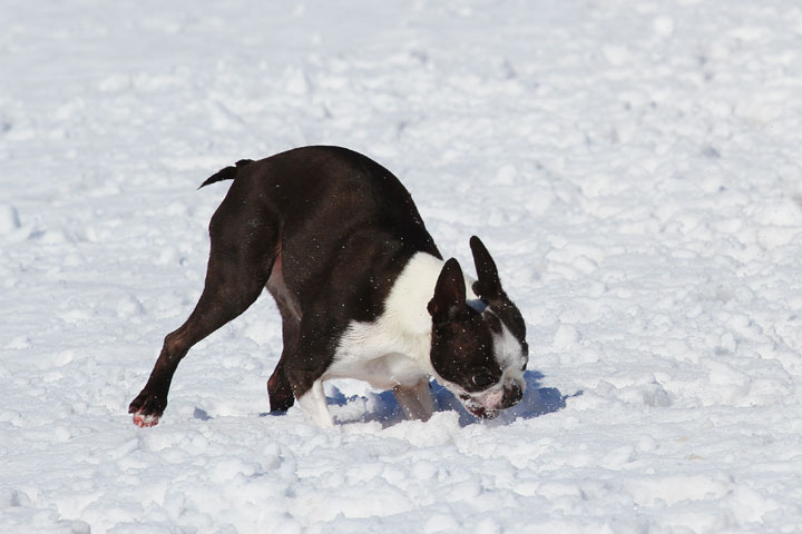 Boston Terrier Playing In The Snow