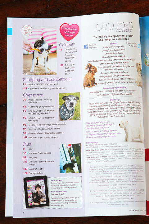 Miley and Howie are celebrity Boston Terriers featured in UK's Dog's Today Magazine.