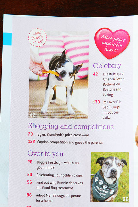 Miley and Howie are celebrity Boston Terriers featured in UK's Dog's Today Magazine.