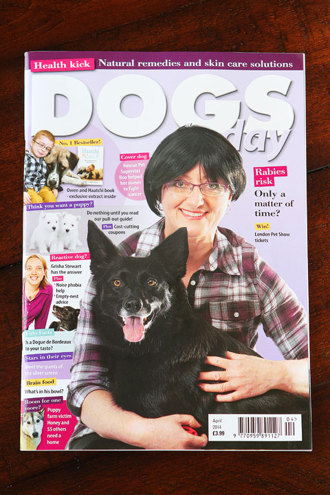 Miley and Howie are celebrity Boston Terriers featured in UK's Dog's Today Magazine.