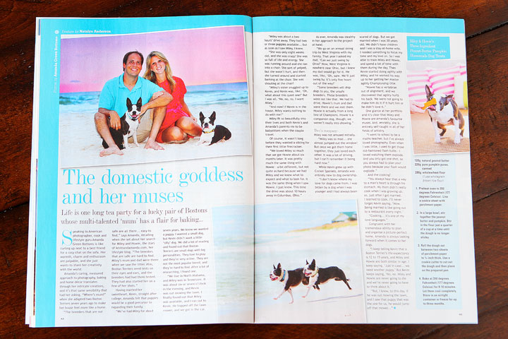 Miley and Howie are celebrity Boston Terriers featured in UK's Dog's Today Magazine.