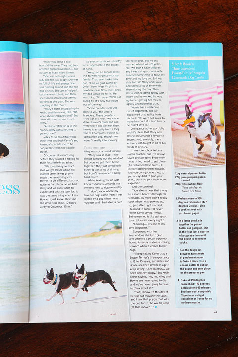 Miley and Howie are celebrity Boston Terriers featured in UK's Dog's Today Magazine.