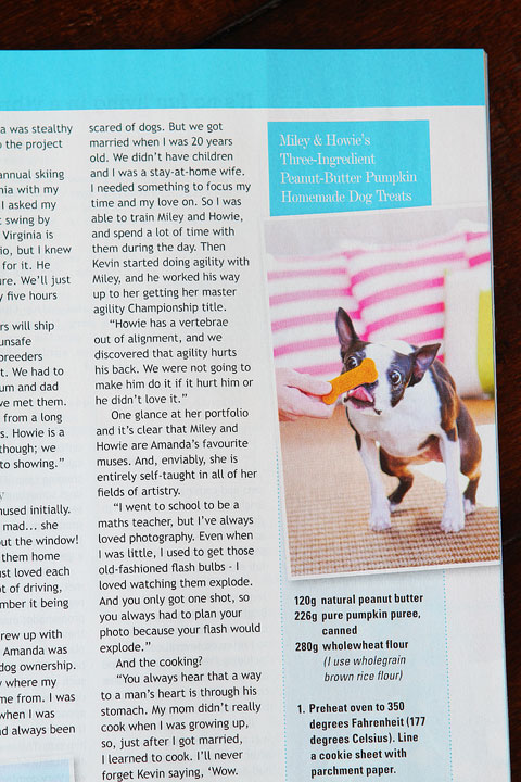 Miley and Howie are celebrity Boston Terriers featured in UK's Dog's Today Magazine.