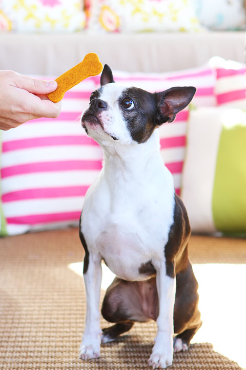 Easy 3-Ingredient Homemade Peanut Butter Pumpkin Dog Treats! Flour, peanut butter and pumpkin. Just mix, cut out, and bake!