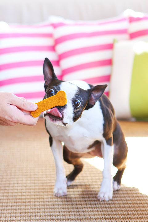 Easy 3-Ingredient Homemade Peanut Butter Pumpkin Dog Treats! Flour, peanut butter and pumpkin. Just mix, cut out, and bake!