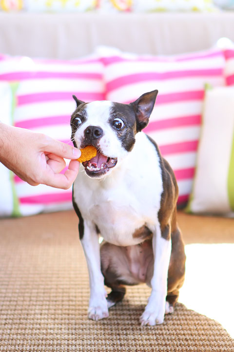 Easy 3-Ingredient Homemade Peanut Butter Pumpkin Dog Treats! Flour, peanut butter and pumpkin. Just mix, cut out, and bake!
