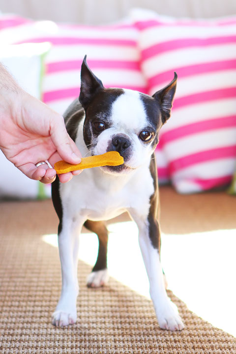 Easy 3-Ingredient Homemade Peanut Butter Pumpkin Dog Treats! Flour, peanut butter and pumpkin. Just mix, cut out, and bake!