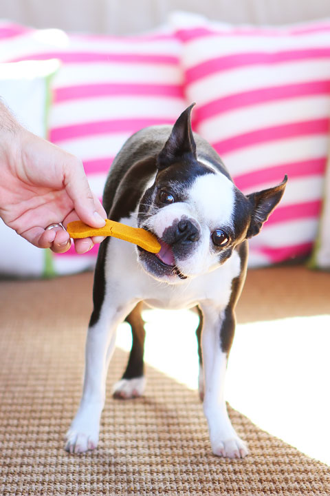 Easy 3-Ingredient Homemade Peanut Butter Pumpkin Dog Treats! Flour, peanut butter and pumpkin. Just mix, cut out, and bake!