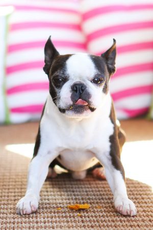 Pumpkin Dog Treats Rice Flour
