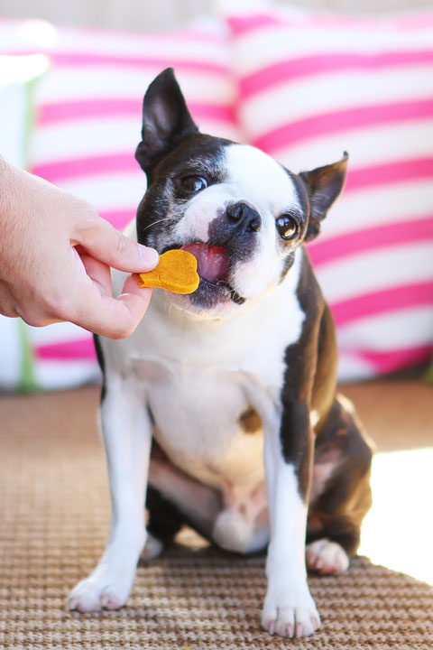 Easy 3-Ingredient Homemade Peanut Butter Pumpkin Dog Treats! Flour, peanut butter and pumpkin. Just mix, cut out, and bake!