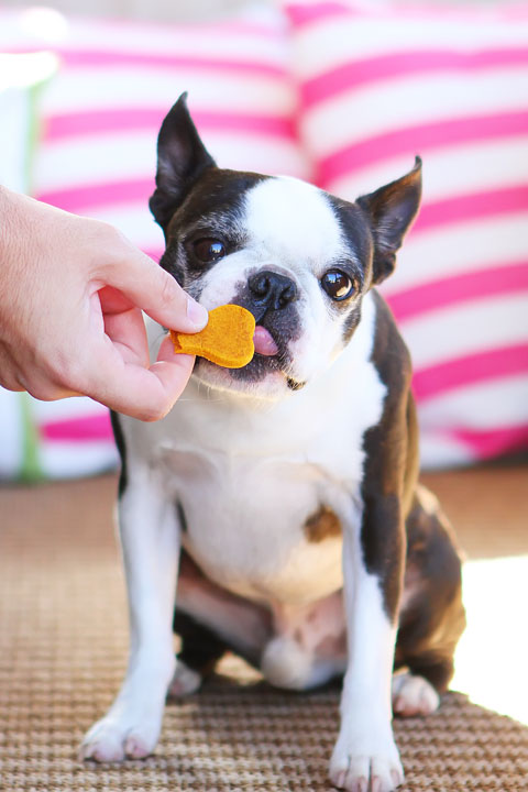 Easy 3-Ingredient Homemade Peanut Butter Pumpkin Dog Treats! Flour, peanut butter and pumpkin. Just mix, cut out, and bake!