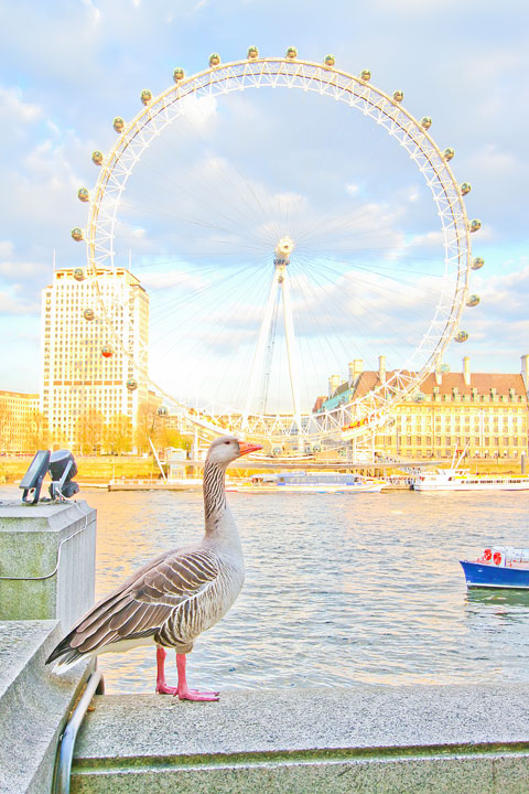 London Eye, London. www.kevinandamanda.com #travel #london