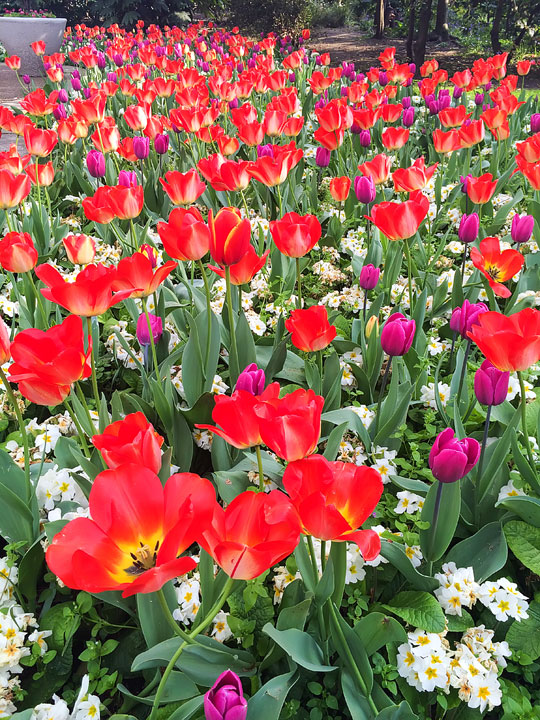 Tulips in London. Tips for Planning a London Vacation. www.kevinandamanda.com. #travel #london #england