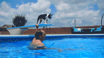 Diving Boston Terrier swims to bottom of pool for Frisbee. #Cute #Dogs #Funny #LOL
