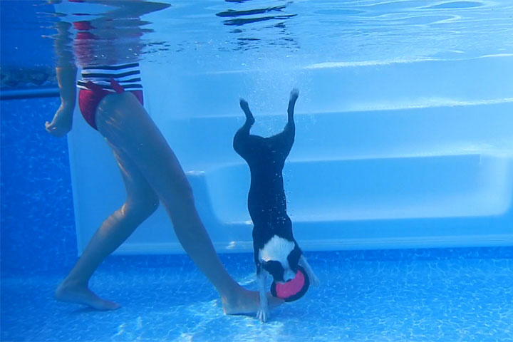 Boston Terrier DIVES to the bottom of the pool! 