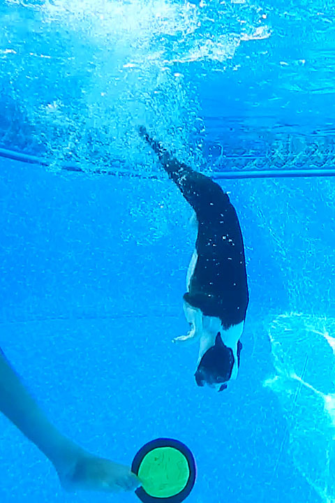 Diving Boston Terrier swims to bottom of pool for Frisbee. #Cute #Dogs #Funny #LOL