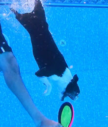 Image of Howie Diving Underwater