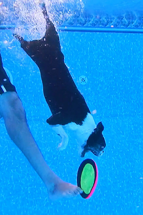 Diving Boston Terrier swims to bottom of pool for Frisbee. #Cute #Dogs #Funny #LOL