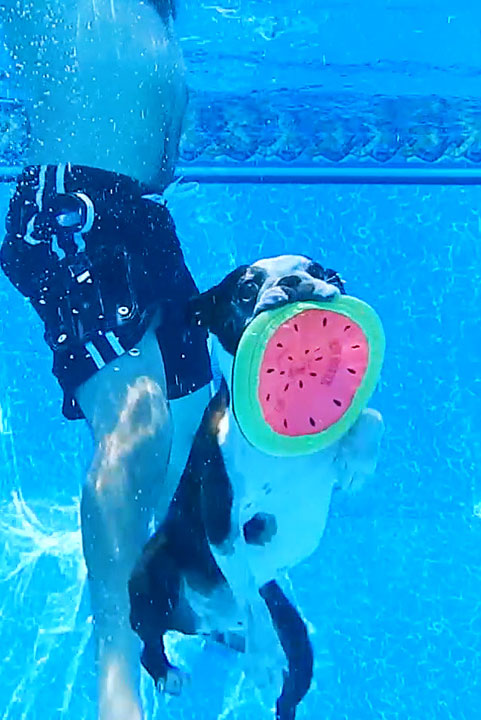 Diving Boston Terrier swims to bottom of pool for Frisbee. #Cute #Dogs #Funny #LOL