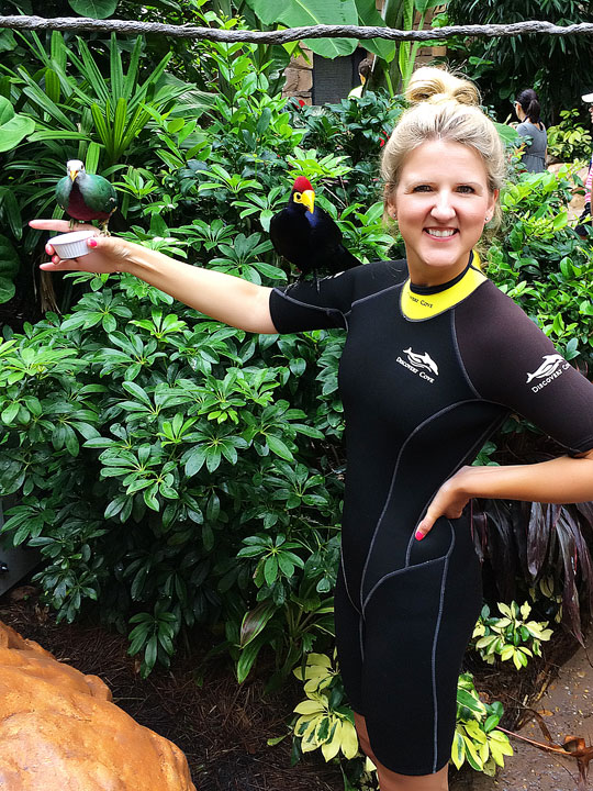 Swimming with the Dolphins at Discovery Cove in Orlando, Florida. #travel #florida #orlando