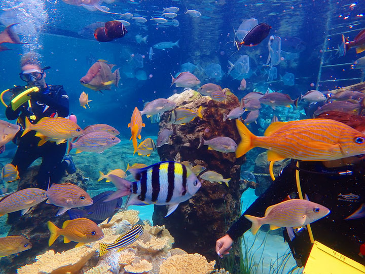 Swimming with the Dolphins at Discovery Cove in Orlando, Florida. #travel #florida #orlando