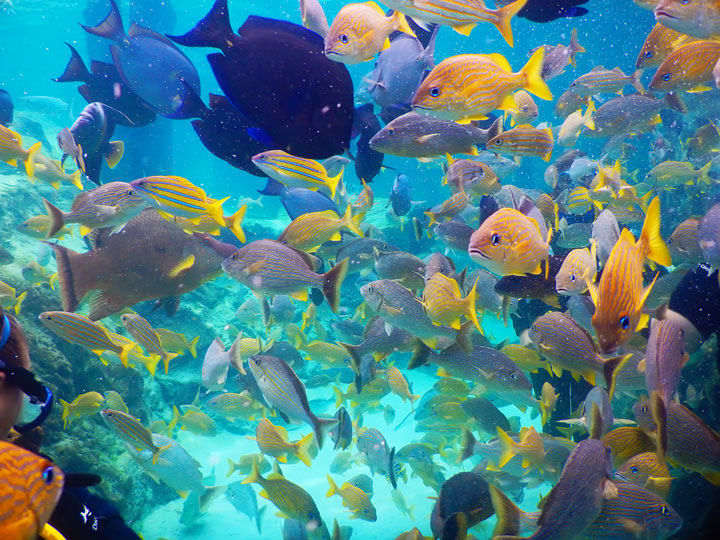 Swimming with the Dolphins at Discovery Cove in Orlando, Florida. #travel #florida #orlando