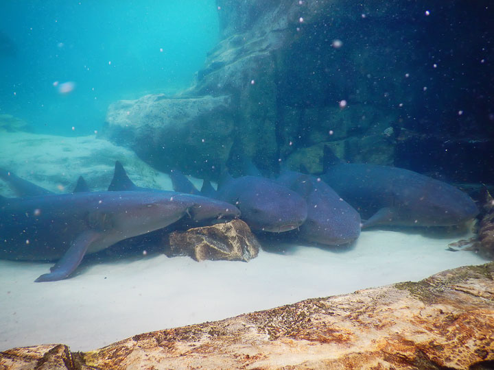 Swimming with the Dolphins at Discovery Cove in Orlando, Florida. #travel #florida #orlando