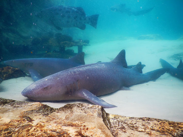 Swimming with the Dolphins at Discovery Cove in Orlando, Florida. #travel #florida #orlando