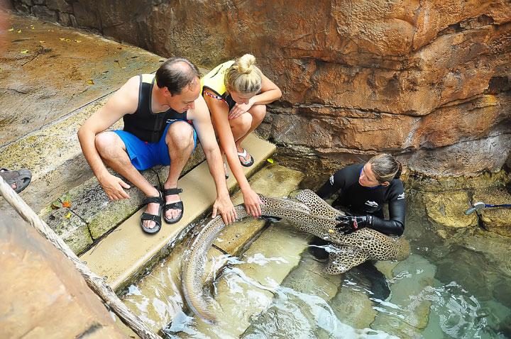 Swimming with the Dolphins at Discovery Cove in Orlando, Florida. #travel #florida #orlando