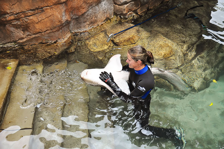 Swimming with the Dolphins at Discovery Cove in Orlando, Florida. #travel #florida #orlando