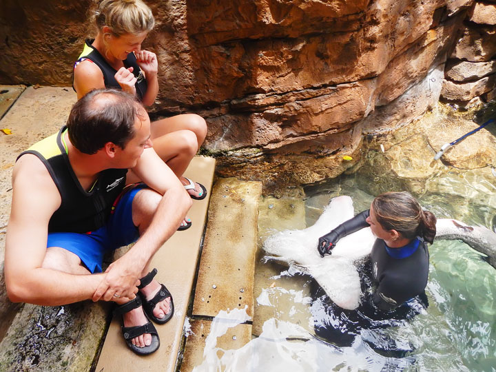 Swimming with the Dolphins at Discovery Cove in Orlando, Florida. #travel #florida #orlando