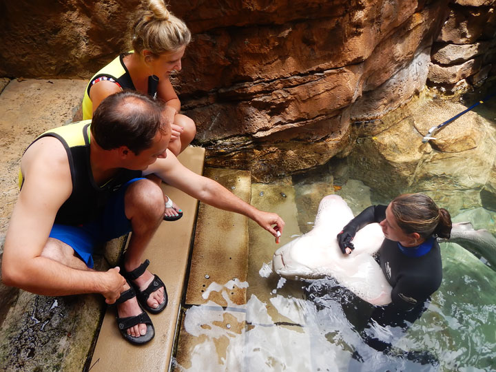 Swimming with the Dolphins at Discovery Cove in Orlando, Florida. #travel #florida #orlando