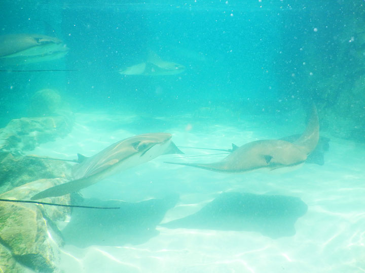 Swimming with the Dolphins at Discovery Cove in Orlando, Florida. #travel #florida #orlando