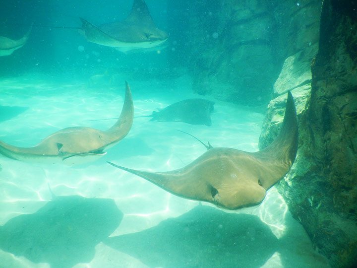 Image of Sting Rays in Florida