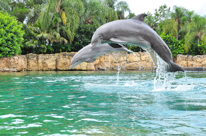 Swimming with the Dolphins at Discovery Cove in Orlando, Florida. #travel #florida #orlando