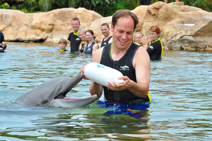 Dolphins At Discovery Cove