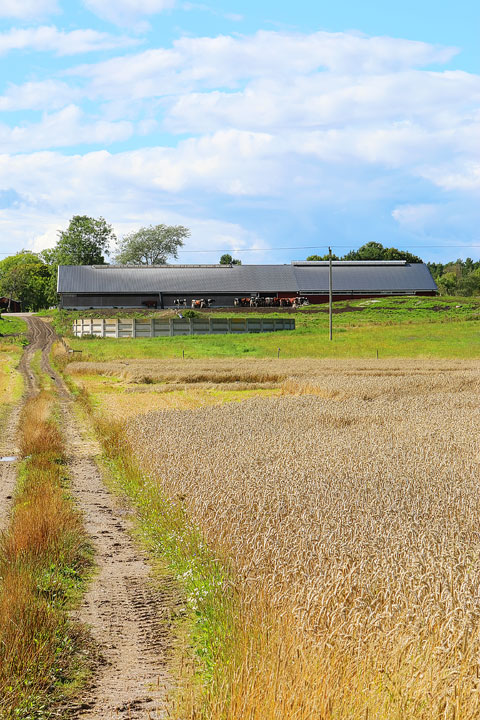 A walk through the Swedish countryside in Spiken, Sweden. #travel #sweden #photography www.kevinandamanda.com