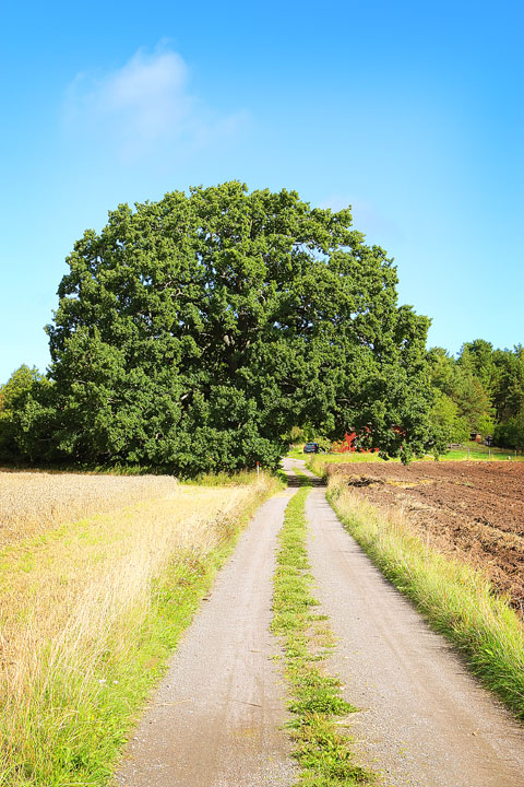 A walk through the Swedish countryside in Spiken, Sweden. #travel #sweden #photography www.kevinandamanda.com