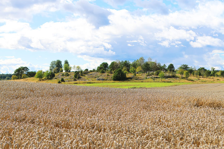 A walk through the Swedish countryside in Spiken, Sweden. #travel #sweden #photography www.kevinandamanda.com