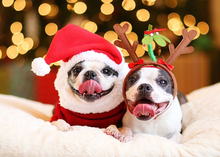 Boston Terriers Miley and Howie are dressed up like Santa and his reindeer for Christmas!