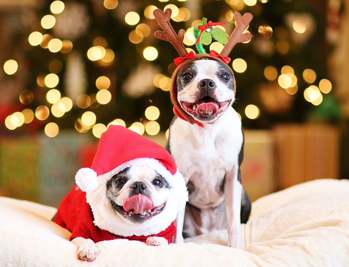 Boston Terriers Miley and Howie are dressed up like Santa and his reindeer for Christmas!