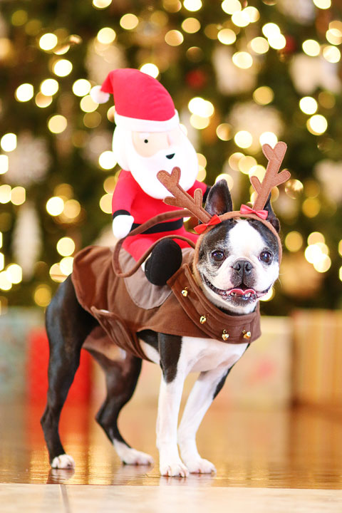 Boston Terriers Miley and Howie are dressed up like Santa and his reindeer for Christmas!