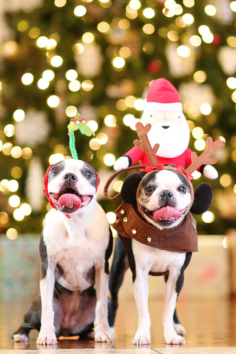 Boston Terriers Miley and Howie are dressed up like Santa and his reindeer for Christmas!