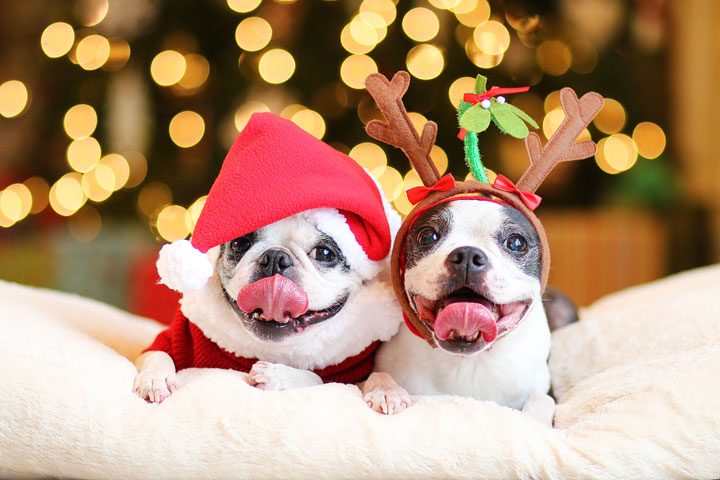 Image of Our Pups Celebrating Christmas
