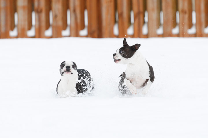 Boston Terriers in the Snow!