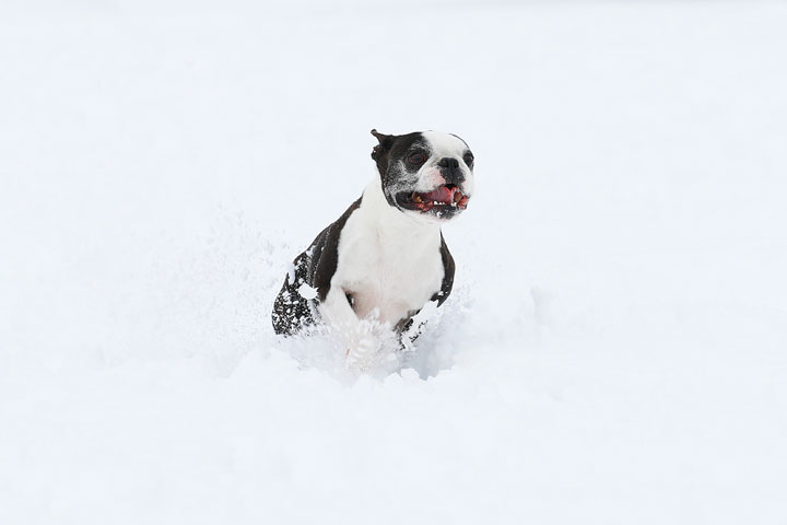 Boston Terriers in the Snow!