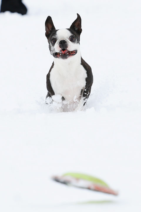 Boston Terriers in the Snow!